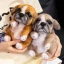 Pet Toy